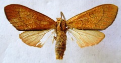 Elysius