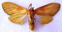 Elysius