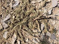 Cirsium eatonii clokeyi