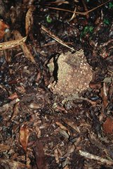 Dactylanthus taylorii