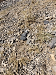 Cirsium eatonii clokeyi