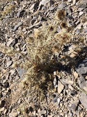 Cirsium eatonii clokeyi