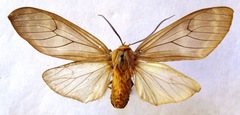 Opharus