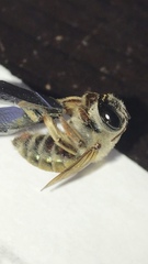 Xylocopa subvirescens