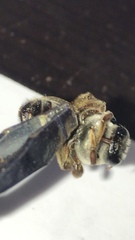 Xylocopa subvirescens