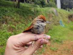 Synallaxis ruficapilla