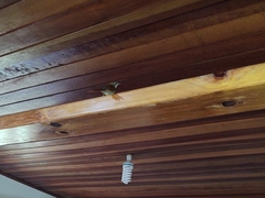 Synallaxis ruficapilla