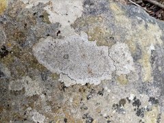 Bagliettoa baldensis