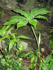 Arisaema concinnum
