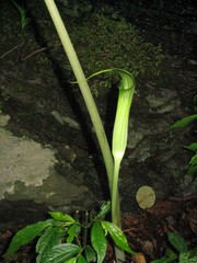 Arisaema concinnum