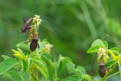 Athaumastus haematicus