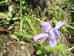 Iris decora
