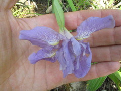 Iris decora