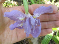 Iris decora