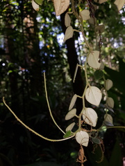 Peperomia pseudohirta