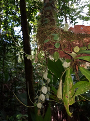 Peperomia pseudohirta