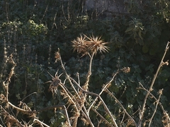 Silybum marianum