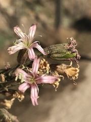 Silene verecunda