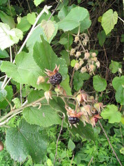 Rubus paniculatus