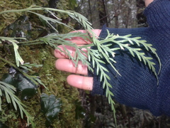 Asplenium flaccidum flaccidum