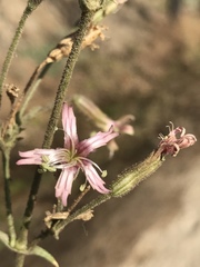 Silene verecunda