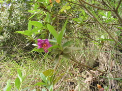 Rhododendron lepidotum