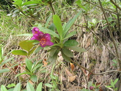 Rhododendron lepidotum