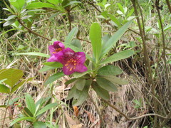 Rhododendron lepidotum