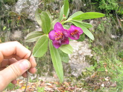 Rhododendron lepidotum