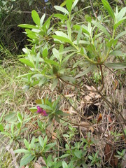 Rhododendron lepidotum