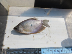 Trichopodus trichopterus