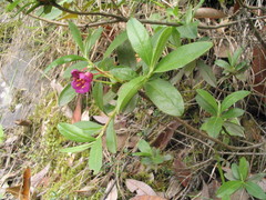 Rhododendron lepidotum