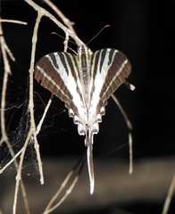 Protographium leosthenes