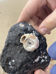 Thylacodes variabilis