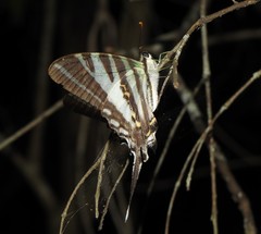Protographium leosthenes