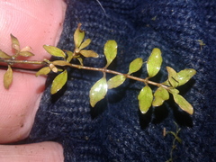Coprosma colensoi