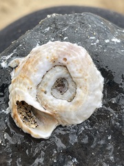 Thylacodes variabilis