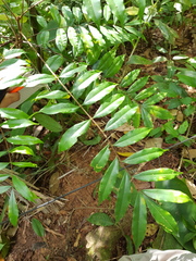 Image of Simaba polyphylla