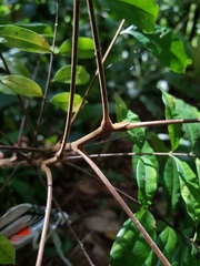 Simaba polyphylla