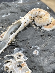 Thylacodes variabilis