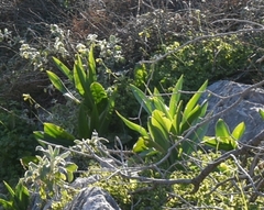Drimia numidica