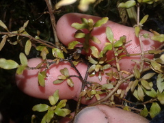 Coprosma colensoi