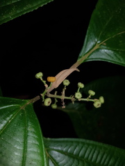 Miconia variabilis