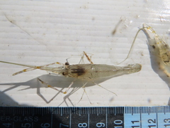 Macrobrachium nipponense