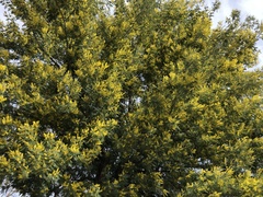 Acacia