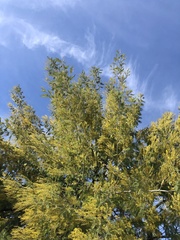 Acacia