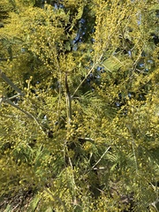 Acacia