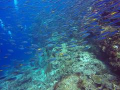 Pterocaesio randalli