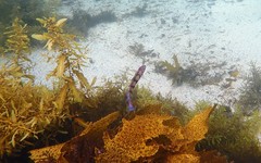 Eupetrichthys angustipes