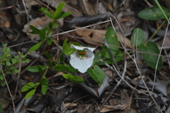 Dalechampia caperonioides